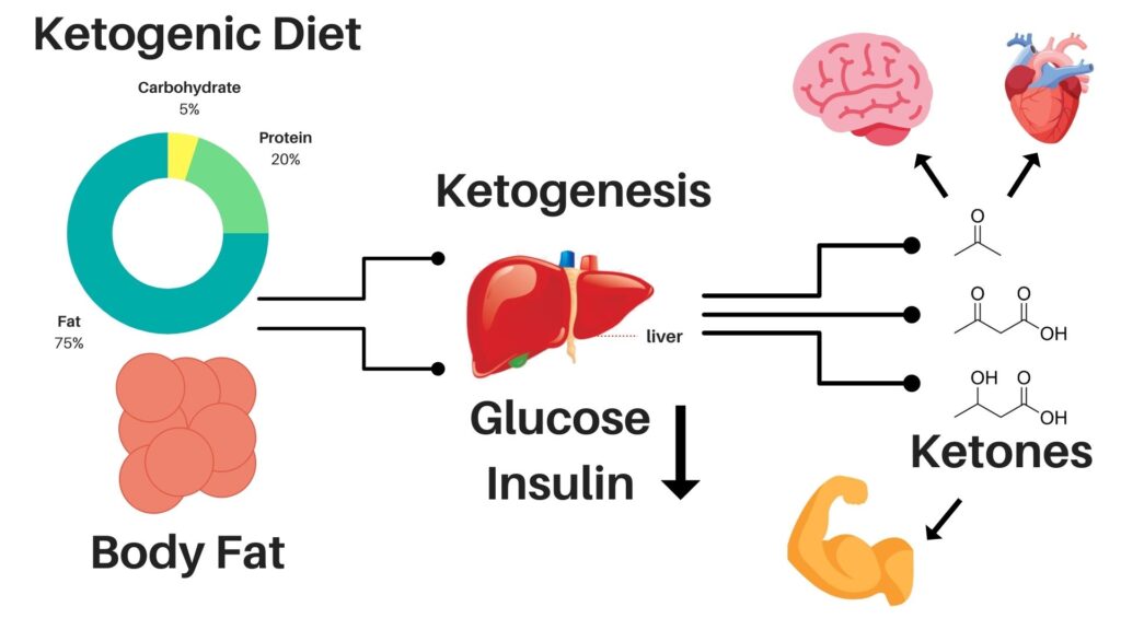 ketosis 1 ketosis 1